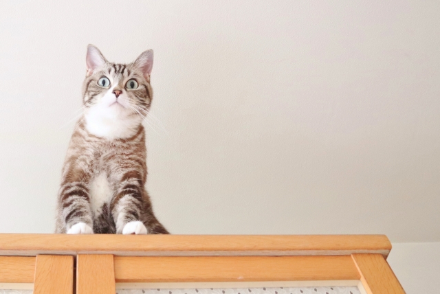 猫と暮らす賃貸の選び方 ペットと住める物件をスムーズに見つけるコツ ママ賃貸コラム