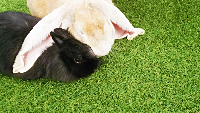 3月3日はウサギの日 身近な動物について学んでみよう ママ賃貸コラム