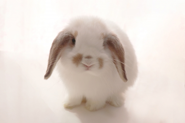 3月3日はウサギの日 身近な動物について学んでみよう ママ賃貸コラム ママのための賃貸情報サイト
