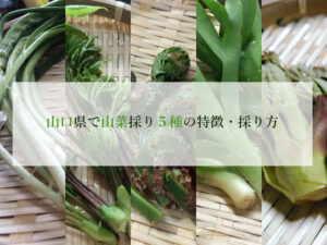 山口県で山菜取りアイキャッチ