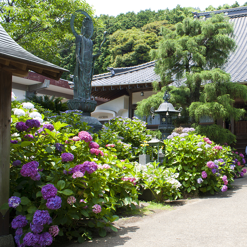 梅雨の時期を彩る紫陽花 あじさい の花 山口県内の名所5選 ママ賃貸コラム ママのための賃貸情報サイト