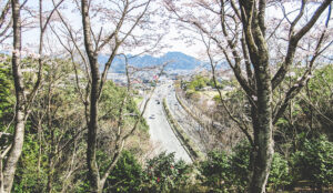 桜の場所から道路を見下ろすアイキャッチ