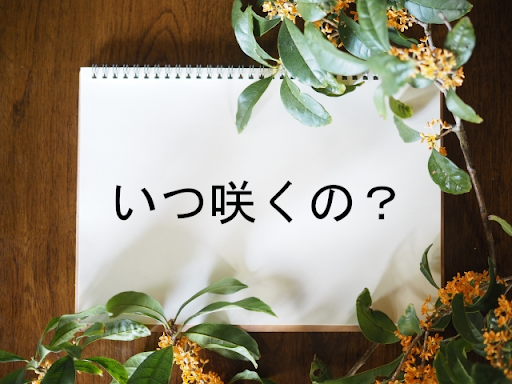 金木犀が咲き始める時期はいつ 香りをもっと楽しむ方法も伝授 ママ賃貸コラム ママのための賃貸情報サイト