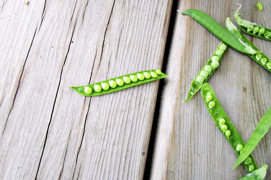 カラスノエンドウの実の写真