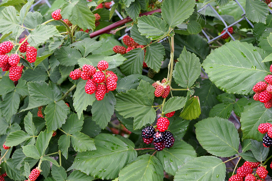 ブラックベリーの写真