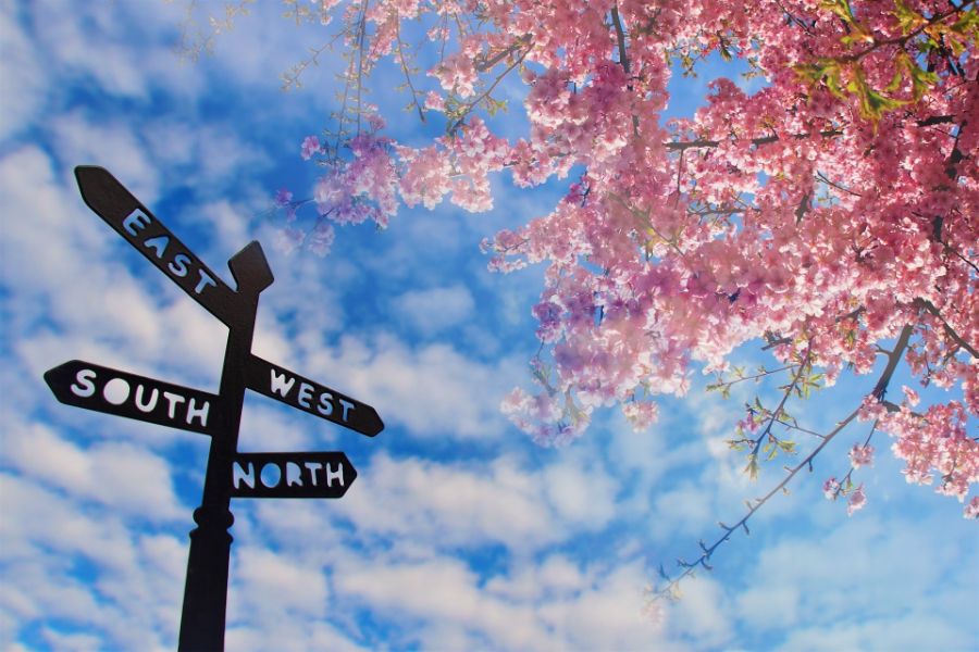 桜の花と標識