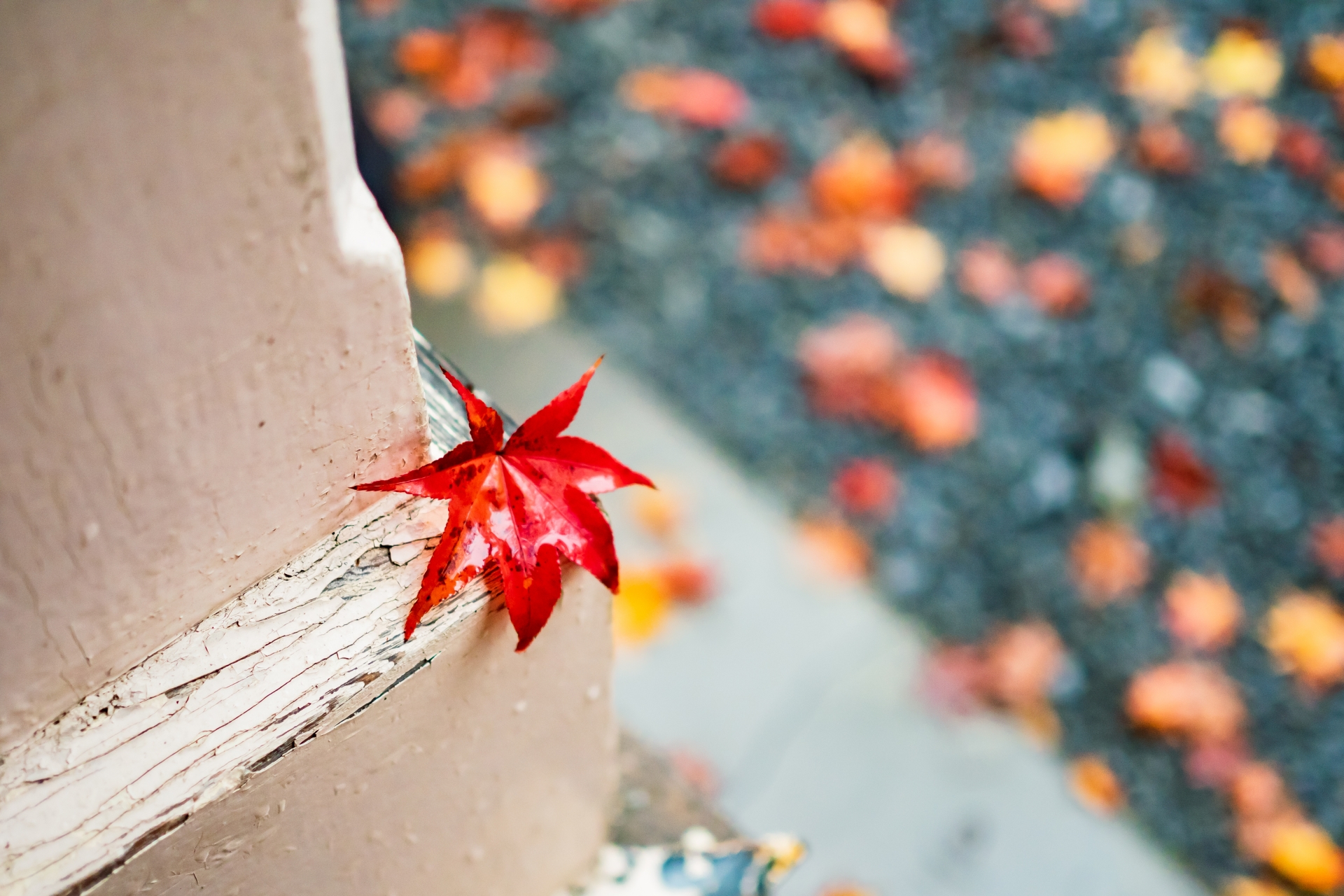 雨でぬれた落ち葉の紅葉