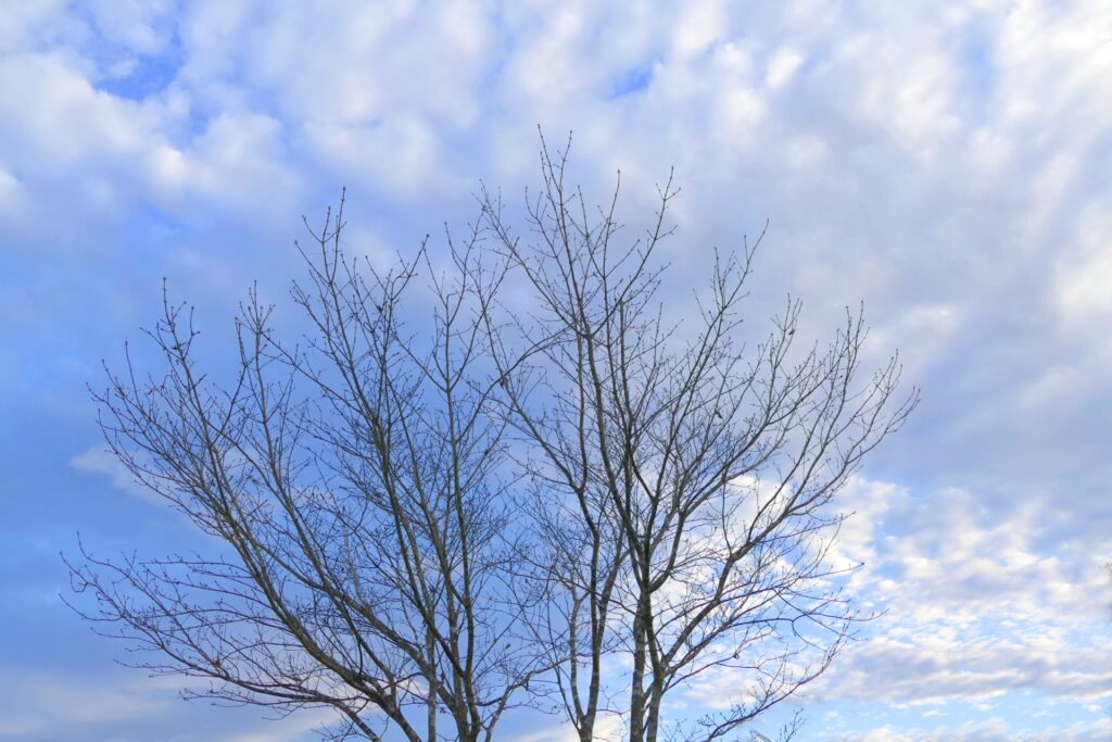木と冬の空