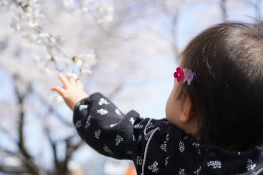 桜に手を伸ばす子ども