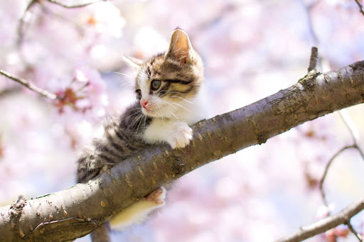 桜の木に登る子猫